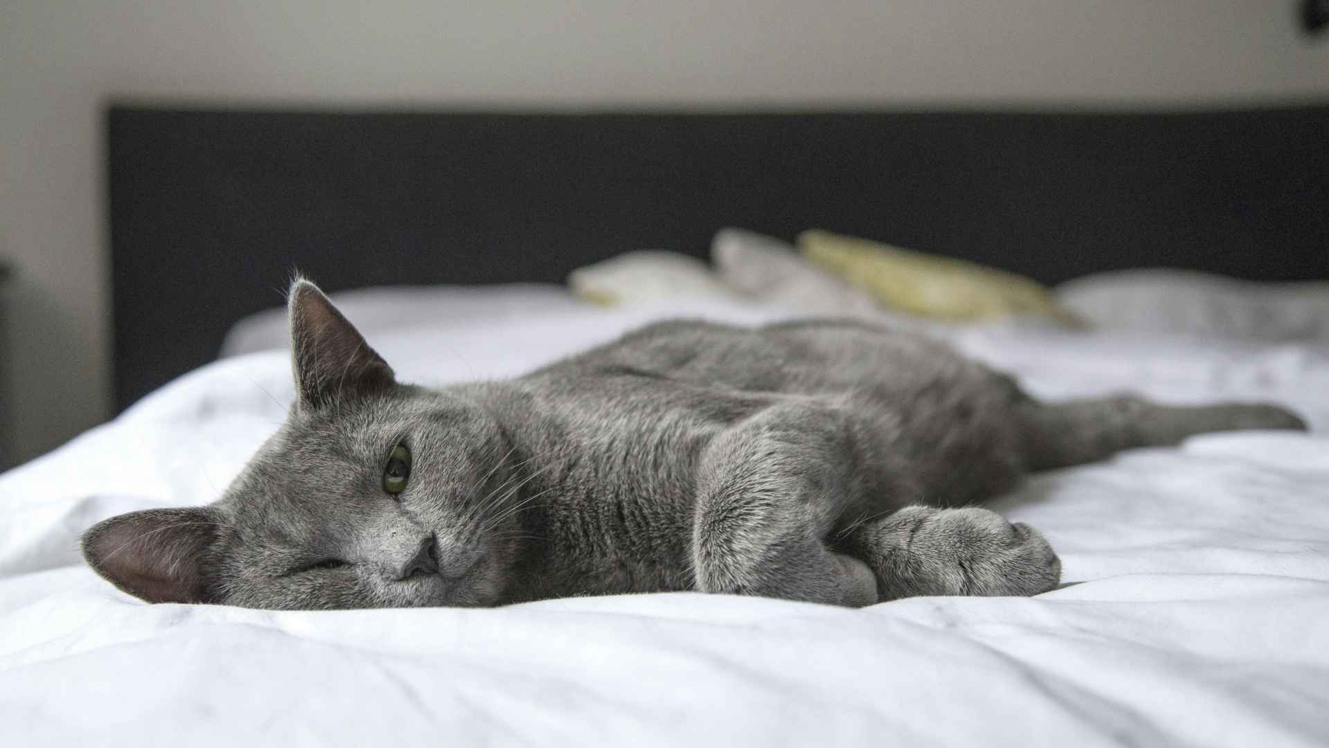 gato tumbado